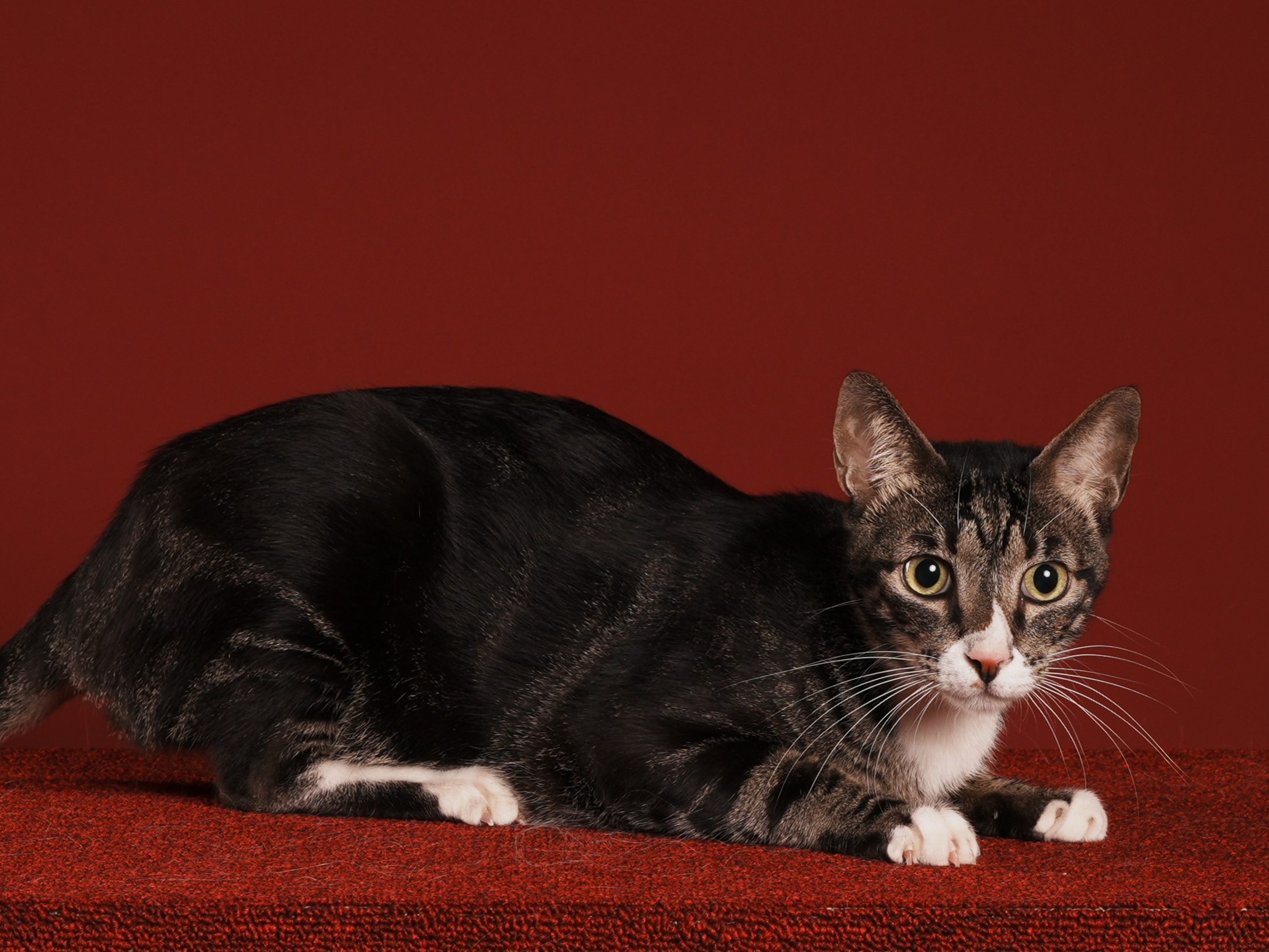 SGT Thomson of Meowniverse *PH